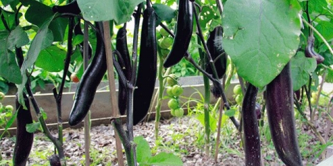 Patlidžan kralj sjevera f1